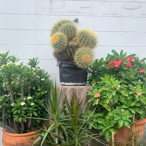 Meet your Posher, Lucy